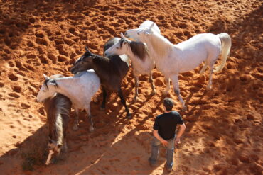 Der gesunde Reiter Teil 2: Rezepte für Stall & Turnier: Kochmuffel-Edition